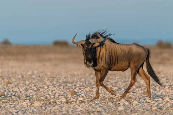 Güney savanasındaki bir Afrika antilobunun yakın plan çekimi.