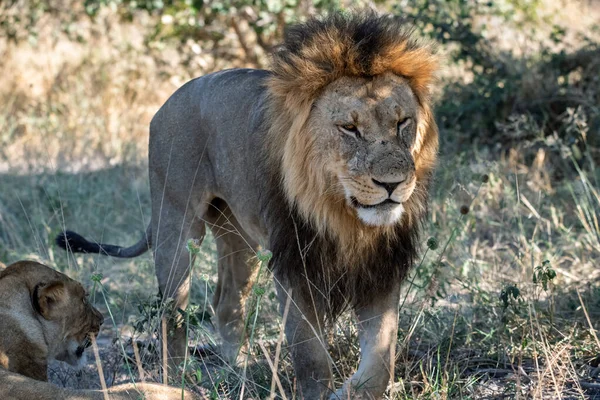 Savanada büyük bir aslanla aslan