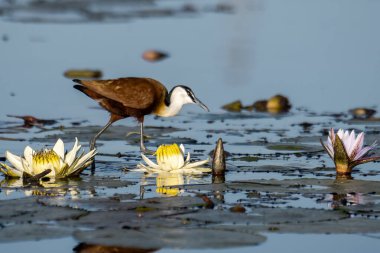 Parktaki güzel kuş