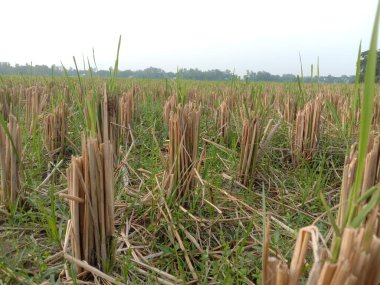 Kuru pirinç sapları ve hasat edilen tarım alanındaki yeni yeşil filizlere yakından bakın..