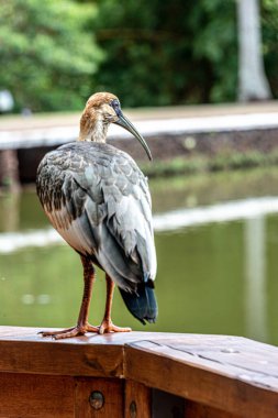 'Curicaca' kuşunun yakın plan çekimi.