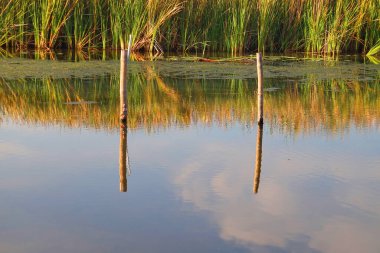 Sahilde uzun yeşil ve altın kamışlı bir bataklık ya da sulak arazi manzarası. Sakin su, sazlıkları, gökyüzünü ve iki tahta direği güzel yansıtıyor. Huzurlu bir doğal manzara yaratıyor..