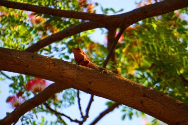 Kırmızı-turuncu kafalı ve yeşil gövdeli, kalın bir ağaç dalına sakince tüneyen doğulu bir bahçe kertenkelesinin yakın plan çekimi. Arkaplanda bulanık yeşil yapraklar, pembe çiçekler ve doğayı aydınlatan parlak mavi bir gökyüzü var..