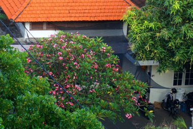 Canlı pembe Plumeria ağacı çiçekleri tropikal bir avluda parlıyor. Bereketli yeşil yapraklar, kendine özgü turuncu kiremit çatılı bir evin çevresini sarar..