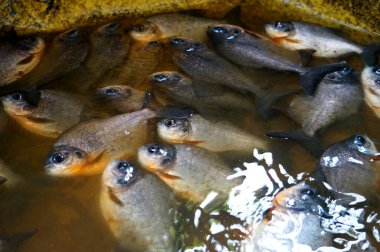 Gri ve turuncu tatlı su balıklarından oluşan sıkı bir grup, muhtemelen piranalar, bulanık, sarımsı sularda yüzüyorlar. Yüksek açılı yakın çekim kalabalık, aktif sahneyi yakalıyor.
