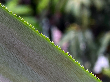 Detaylı dokuyu vurgulayan ultra yakın plan çekim ve canlı yeşil bir tropikal yaprağın keskin, tırtıklı kenarları. Yumuşak bir bokeh arka planına karşı koruyucu dikenlere odaklan.