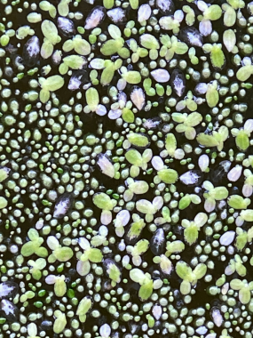 Yoğun bir ördek yosunu ve gölcük suyunu kaplayan su ürününün aşırı yakın çekim makrosu. Doğal yüzen su bitkilerinin yüksek detaylı mikroskobik görüntüsü organik canlı bir doku oluşturuyor..