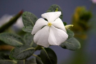 Sabah çiğ serpiştirilmiş beyaz bir Catharanthus gülünün Macro manzarası. Taze çiçek, doğanın güzelliğini gözler önüne seren derin bir bokeh arka planına karşı duruyor..