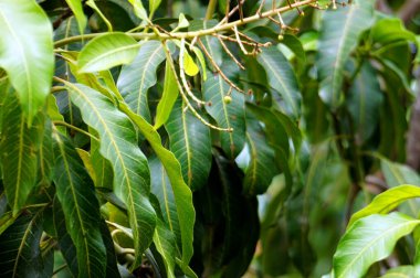 Canlı yeşil mango ağacı yaprakları ve dalda büyüyen küçük meyve tomurcuklarının yakın plan çekimi. Mangifera çivit yaprağının zengin dokusunu ve tropikal doğasını yakalar.