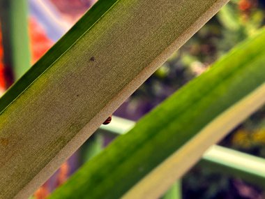 Büyük yeşil bir yaprağın keskin kenarından bakan küçük çizgili bir böceğin aşırı makro görüntüsü. Yumuşak odak içinde zengin doğal dokular ve canlı renkler.