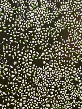 Küçük yeşil ve beyaz ördek yosunlarının makro dokusu yoğun bir şekilde karanlık su yüzeyinde yüzüyor ve karmaşık bir doğal yineleme kalıbı oluşturuyor..