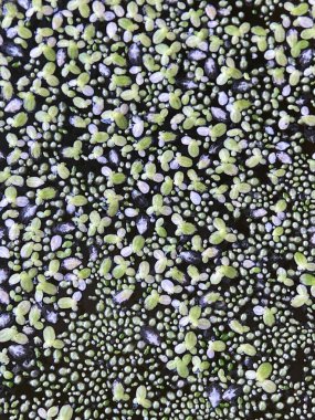 Ördek otu gibi küçük yeşil ve beyaz su bitkilerinden oluşan yoğun bir katman durgun suyun karanlık yüzeyini kaplayarak büyüleyici bir doğal doku ve şablon çevresel zemin oluşturur..