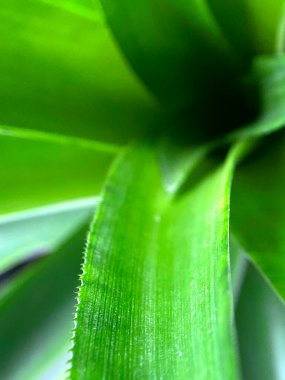 Parlak yeşil tropikal yaprak dokusunun dikenli kenarlarını gösteren makro görüntüsünü kapat.
