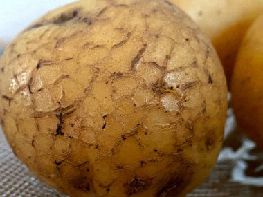 Doğal doku ve çatlakları gösteren sert sarı patates kabuğunun aşırı yakın çekim makrosu..