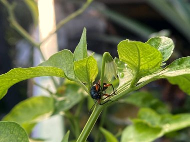 Biber bitkisinin sapına tünemiş canlı bir böceğin yakın çekimi altın saat ışığı altında narin bir çiçek tomurcuğunun yanında..