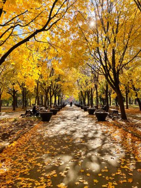 Wooden benches surrounded by yellow autumn leaves and golden trees in Montreal.