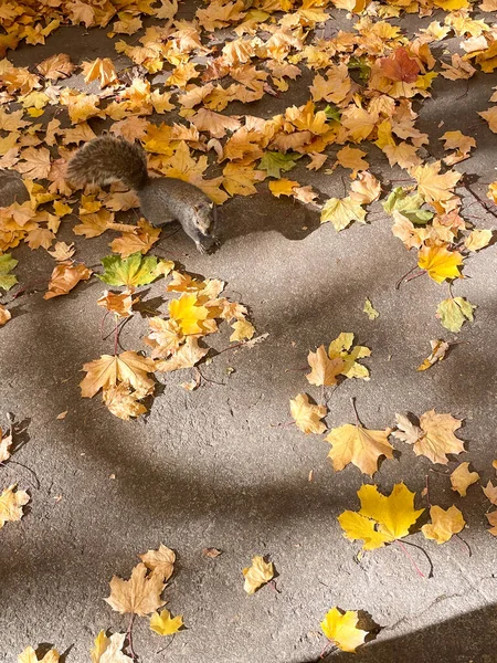 A squirrel foraging among fallen yellow leaves in a Montreal park during autumn.
