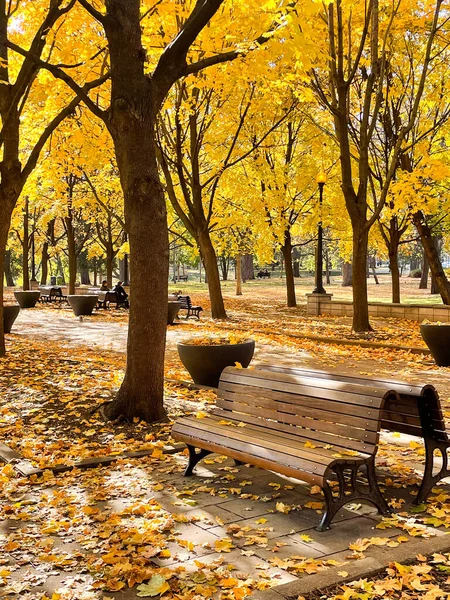 Single park bench framed by golden yellow autumn trees in Montreal on a sunny day.