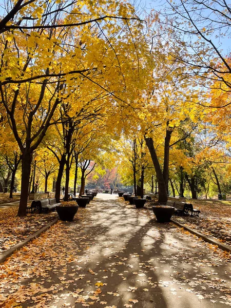 Tree-lined path in a Montreal park covered with fallen yellow leaves on a crisp fall afternoon.