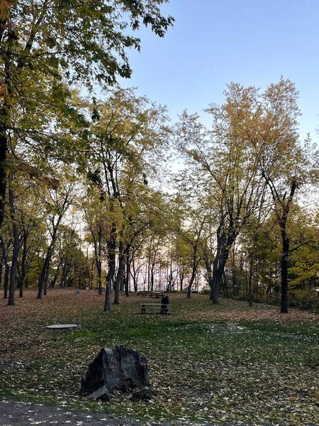 Warm sunlight illuminating trees and leaves during autumn sunset in Montreal.