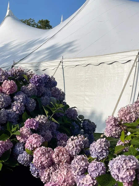 Purple and pink hydrangeas blooming next to white event tent under blue sky.