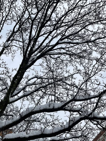 Kış boyunca bulutlu gri bir gökyüzüne karşı siluetlenmiş karla kaplı ağaç dalları.