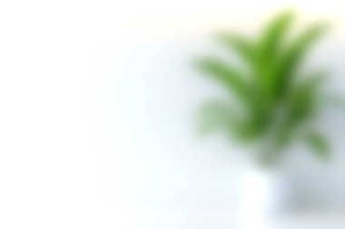 Beyaz tencerede yeşil bir bitki barındıran yumuşak odaklı bir görüntü. Minimalist ev dekorasyonu için ideal. Bu huzurlu botanik tasviri ile huzurlu bir atmosfer oluşturun..
