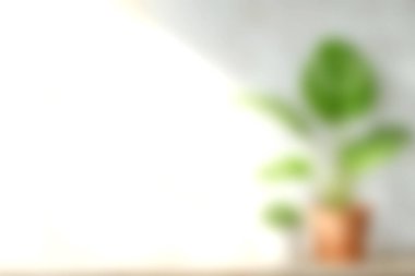 Sıcak bir terakotta tenceresinin içindeki sakin bir bitki parlak doğal ışıkta oturur ve minimalist alanı geliştirir. Ev dekorasyonu ve ilham için mükemmel..