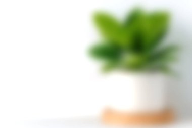 Yumuşak odak noktasında parlak bir arkaplan üzerine kurulmuş dingin ve canlı bir bitki. Ev dekorasyonu için mükemmel, bu resim sükuneti ve doğayla bağlantıyı iletir..