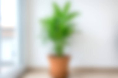 Parlak bir pencerenin yakınındaki tencerede bulunan yeşil bir bitkinin bulanık görüntüsü modern bir yaşam alanında dingin ve taze bir atmosfer yaratıyor..