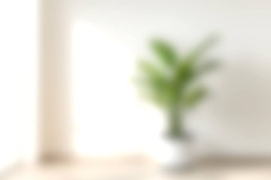 Parlak, minimalist bir alanda canlı yeşil bir bitkinin yer aldığı sakin bir kapalı mekan sahnesi. Işık filtreler, sakin ve ferahlatıcı bir atmosfer yaratır..