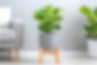 Parlak bir minimalist alanda canlı bir bitki ve yumuşak bir oturma, rahatlık ve modern dekorun yer aldığı sakin bir iç mekan sahnesi. Sıcak atmosferler için mükemmel..