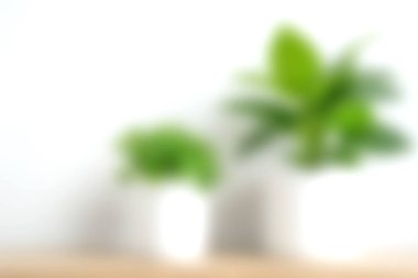 Beyaz kaplarda çeşitli yeşil ev bitkilerini gösteren bulanık bir görüntü modern iç tasarım ve ev dekorasyonu için ideal sakin bir ortam yaratıyor..