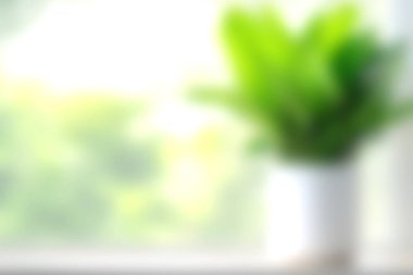 Yeşillik yeşil bir bitki, parlak bir odada oturur. Pencereden süzülen doğal ışıkla hafifçe aydınlatılır. Rahatlamak için mükemmel sakin bir atmosfer yaratır..