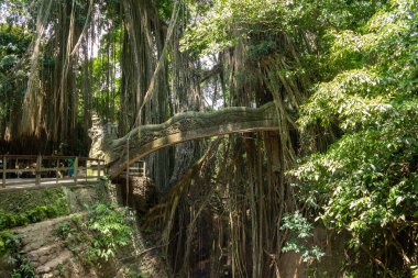 Ubud Kutsal Maymun Ormanı, Bali. Antik Tapınakların 4K Fotoğrafları, Maymunlar Tropikal Orman. Endonezya Seyahat Serisi. Antik Bali tapınaklarının, taş oymalarının ve bereketli tropikal yağmur ormanlarının kutsal atmosferi. Dünyaca ünlü ruhani site.
