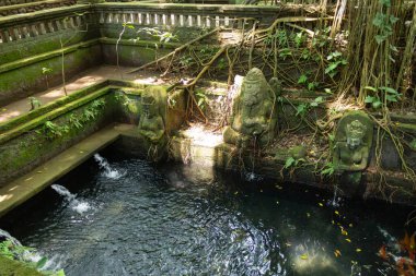 Ubud Kutsal Maymun Ormanı, Bali. Antik Tapınakların 4K Fotoğrafları, Maymunlar Tropikal Orman. Endonezya Seyahat Serisi. Antik Bali tapınaklarının, taş oymalarının ve bereketli tropikal yağmur ormanlarının kutsal atmosferi. Dünyaca ünlü ruhani site.