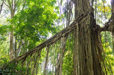 Ubud Kutsal Maymun Ormanı, Bali. Antik Tapınakların 4K Fotoğrafları, Maymunlar Tropikal Orman. Endonezya Seyahat Serisi. Antik Bali tapınaklarının, taş oymalarının ve bereketli tropikal yağmur ormanlarının kutsal atmosferi. Dünyaca ünlü ruhani site.