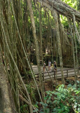 Ubud Kutsal Maymun Ormanı, Bali. Antik Tapınakların 4K Fotoğrafları, Maymunlar Tropikal Orman. Endonezya Seyahat Serisi. Antik Bali tapınaklarının, taş oymalarının ve bereketli tropikal yağmur ormanlarının kutsal atmosferi. Dünyaca ünlü ruhani site.