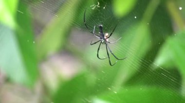 Ağaçtaki Örümcek Ağı