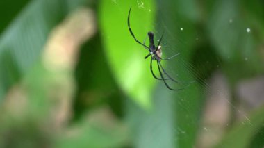 spider web in the jungle, close up