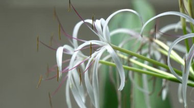 crinum lily flower close up view in garden.
