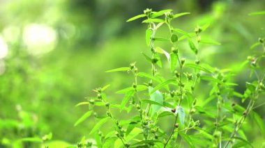 Sida rhombifolia plants close up, green leaves background.