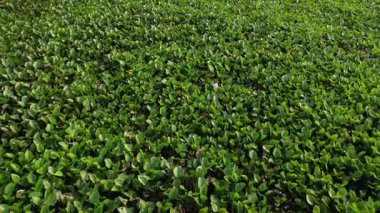 Huge water hyacinth on a river aerial view.