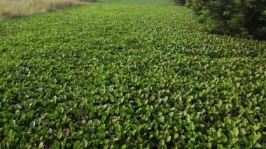 Water hyacinth on a river, close up view.