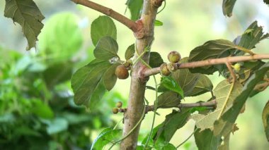 green cluster fig on tree.