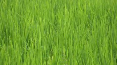 Rural rice paddies in india. Growing rice plants swaying in the wind.