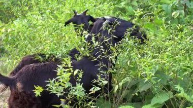 Asian goats grazing on hill bushes. Goat farming by tribal peoples.