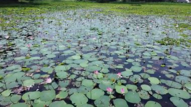 water lilies in the pond aerial view.