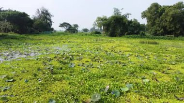 Nehir ve göleti olan güzel bir manzara.