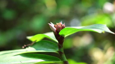 Krep zencefil tomurcukları yakın.